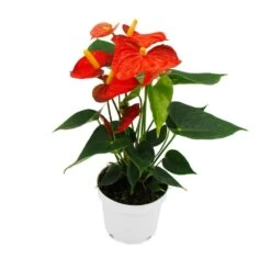 Fleur De Flamant Rose - Anthurium Andreanum - Anthurium - Pot 12cm - "orange Champion -Flora Soldes b1ae8bbb9b581bd6