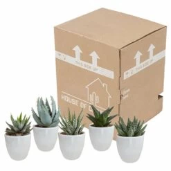 Gasteria, Haworthia Et Leurs Caches-pots Blancs, Box De 5 Plantes - H8cm, ø6cm - Plantes D'intérieur -Flora Soldes b21e979194cb601b
