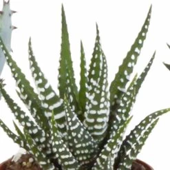 Gasteria, Haworthia, Box De 5 Plantes - H12cm, ø5,5cm - Plantes D'intérieur -Flora Soldes b4c4f900794f4f5a