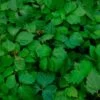 Vigne Vierge 'veitchii' - Parthenocissus Tricuspidata Robusta 1.5l -Flora Soldes b5518ed7d1ca78b7