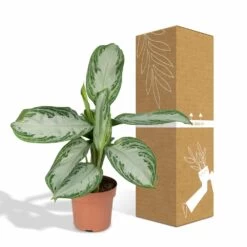 Aglaonema Silver Bay - H55cm, ø17cm - Plante D'intérieur -Flora Soldes b5f3c26db9e6b948