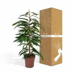 Ficus Amstel King - H100cm, ø21cm - Très Grande Plante D'intérieur -Flora Soldes b65ad4a4798c5ea3