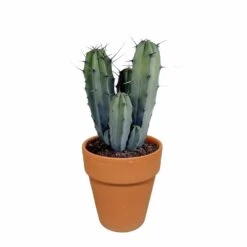 Myrtillocactus Et Son Cache-pot En Terracotta - H40cm, ø17cm - Plante D'intérieur -Flora Soldes b6968ab3d045db57