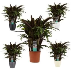 Plante D'ombrage Aux Feuilles Rouge-vert - Calathea Rufibarba Elgegrass - Pot De 17cm - Environ 65-70cm De Haut