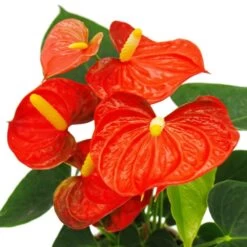 Fleur De Flamant Rose - Anthurium Andreanum - Anthurium - Pot 12cm - "orange Champion -Flora Soldes b7097dee7be0935f