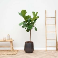 Ficus Lyrata Xl - H150cm, ø30cm - Très Grande Plante D'intérieur -Flora Soldes b757af18d34b4e90