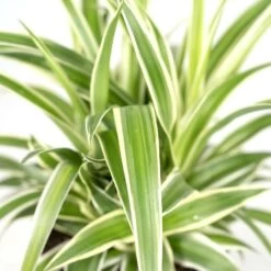 Chlorophytum - H25cm, ø12cm - Plante D'intérieur -Flora Soldes b7f620c9978f9f23