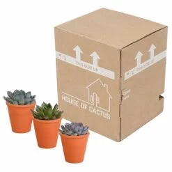 Echeveria Et Leurs Caches-pots Terracotta, Box De 3 Plantes - H12cm, ø9,5cm - Plantes D'intérieur -Flora Soldes b844b44b7419e9dd