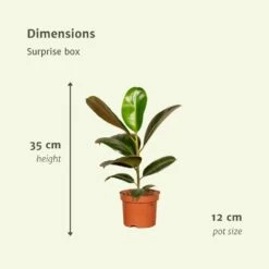 Box Suprise X6 - Plantes D'intérieur -Flora Soldes bb903151827f8d7f