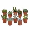 Succulentes, Box De 10 Plantes - H13cm, ø5,5cm - Plantes D'intérieur -Flora Soldes bbddecabd404f6d0