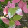 Actinidia Kolomikta - Actinidia Kolomikta 3l -Flora Soldes bc87ba047bcb9525