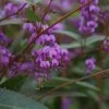 Hardenbergia Violacea - Hardenbergia Violacea 3l -Flora Soldes bdc6b196056c7394