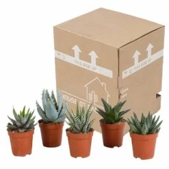 Gasteria, Haworthia, Box De 5 Plantes - H12cm, ø5,5cm - Plantes D'intérieur -Flora Soldes bf054cfd56654567