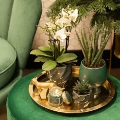 Haworthia Limifolia - ø6cm - H11cm, ø6cm - Plante D'intérieur -Flora Soldes bf7305019d958c28