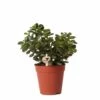 Crassula - H18cm, ø9cm - Plante D'intérieur -Flora Soldes c2b5861801bfe887