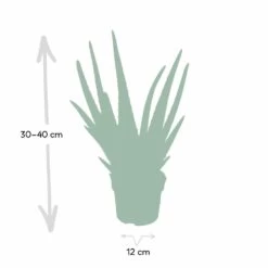 Aloe Vera - H30cm, ø12cm - Plante D'intérieur Succulente 11 Aloe Vera - H30cm, ø12cm - Plante D'intérieur Succulente -Flora Soldes c62c5fdd3bcbbb2c