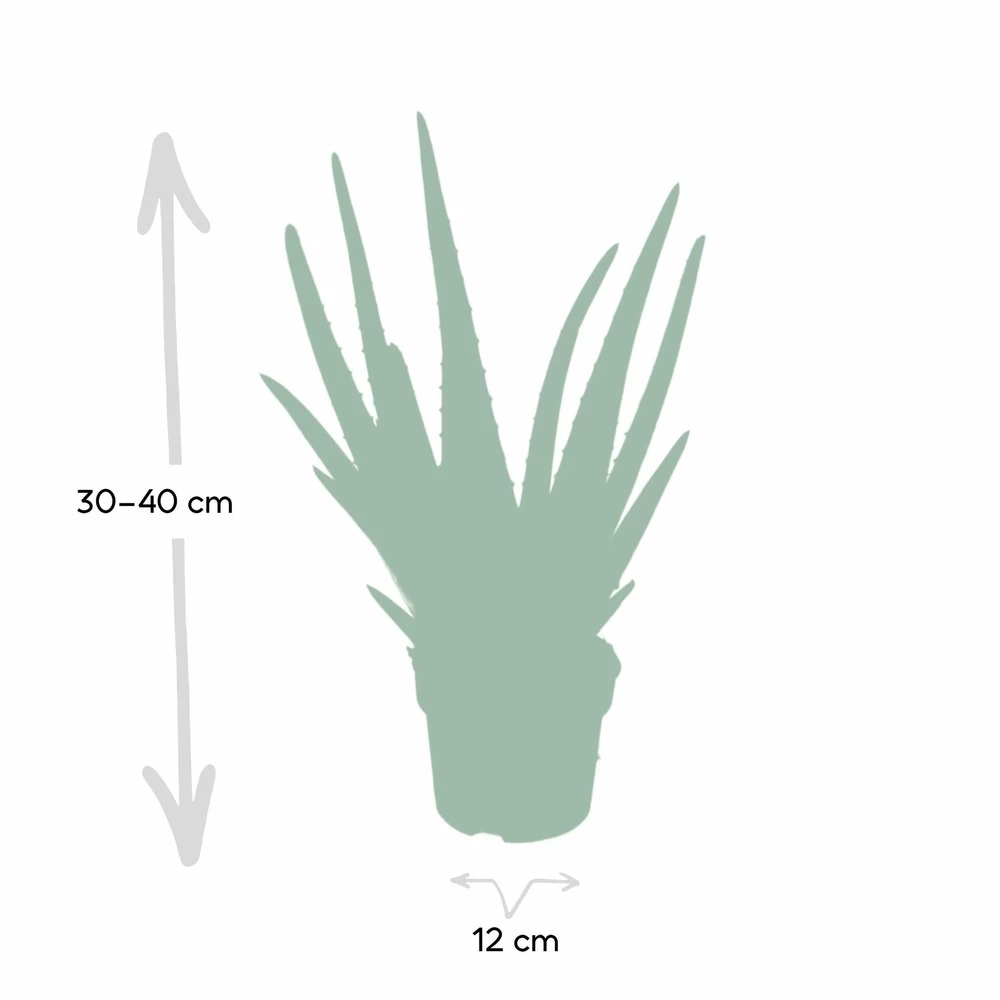 Aloe Vera - H30cm, ø12cm - Plante D'intérieur Succulente 7 Aloe Vera - H30cm, ø12cm - Plante D'intérieur Succulente - Image 5