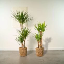 Yucca, Dracaena, Duo De Plantes - Grandes Plantes D'intérieur -Flora Soldes c9175eba98371c9e