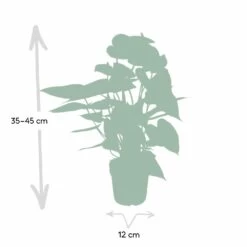 Anthurium Rouge - H40cm, ø12cm - Plante D'intérieur -Flora Soldes c9996e5be3d5689d