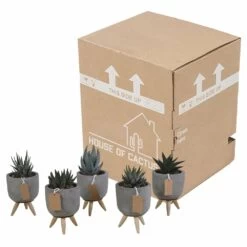 Gasteria, Haworthia Et Leurs Caches-pots, Box De 5 Plantes - H11cm, ø6,5cm - Plantes D'intérieur -Flora Soldes ca78553d44d0f269