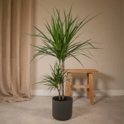 Dracaena Marginata - H70cm, ø17cm - Grande Plante D'intérieur -Flora Soldes cacc9b3f72ce6aef