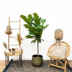 Ficus Lyrata Xl - H150cm, ø30cm - Très Grande Plante D'intérieur -Flora Soldes cbf3a6952e7e701c