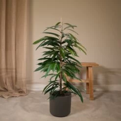Ficus Amstel King - H100cm, ø21cm - Très Grande Plante D'intérieur -Flora Soldes cd1ff1f41b0708b9