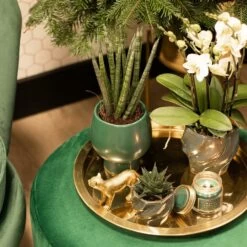 Haworthia Limifolia - ø6cm - H11cm, ø6cm - Plante D'intérieur -Flora Soldes cd5baa913a552277