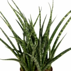 Sansevieria Fernwood Punk - H30cm, ø12cm - Plante D'intérieur Sans Entretien -Flora Soldes cda90238b05458e8