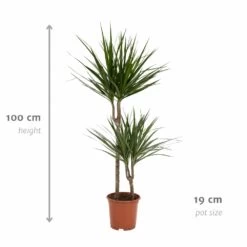 Dracaena Marginata - H100cm, ø19cm - Très Grande Plante D'intérieur -Flora Soldes cf8d0162456f62c4