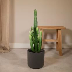 Euphorbia Acrurensis - H80cm, ø24cm - Grande Plante D'intérieur -Flora Soldes d198da9d888df607