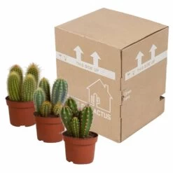 Cactus, Box De 3 Plantes - H15cm, ø10,5cm - Plantes D'intérieur -Flora Soldes d459fa507b1fa377