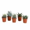 Gasteria, Haworthia, Box De 5 Plantes - H12cm, ø5,5cm - Plantes D'intérieur -Flora Soldes d4b59224b05d0ca9