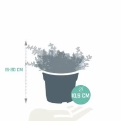 Crassula, Box De 3 Plantes - H15cm, ø10,5cm - Plantes D'intérieur -Flora Soldes d6d706a71dd106e6