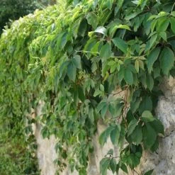 Vigne Vierge Henryana - Parthenocissus Henryana 3l -Flora Soldes d818c116320977bf