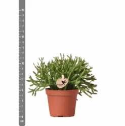 Rhipsalis Baccifera - H10cm, ø6cm - Plante D'intérieur -Flora Soldes d8a9a5d59c839e84