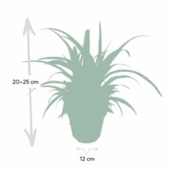 Chlorophytum - H25cm, ø12cm - Plante D'intérieur -Flora Soldes d954fc84ca9bd2b7