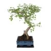 Bonsaï - H20cm, ø15cm - Plante D'intérieur -Flora Soldes dabdddb393c6dd6b
