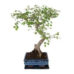 Bonsaï - H20cm, ø15cm - Plante D'intérieur