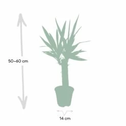 Yucca - H40cm, ø14cm - Plante D'intérieur -Flora Soldes dfb4e1d60cd870d4