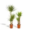 Yucca, Dracaena, Duo De Plantes - Grandes Plantes D'intérieur -Flora Soldes dfeff878ac5be6f2