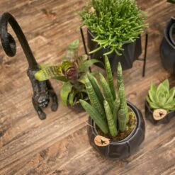 Rhipsalis Baccifera - H15cm, ø9cm - Plante D'intérieur -Flora Soldes dffcfd3505b0b409