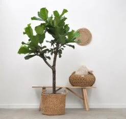 Ficus Lyrata Boom Xxl - H180cm, ø30cm - Très Grande Plante D'intérieur -Flora Soldes e01f5941b230a1f8