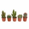 Cactus, Box De 5 Plantes - H8cm, ø5,5cm - Plantes D'intérieur 1 Cactus, Box De 5 Plantes - H8cm, ø5,5cm - Plantes D'intérieur -Flora Soldes e13654ba58da4faa