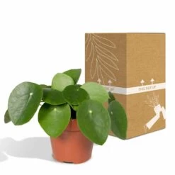 Pilea Peperomiodes - H20cm, ø12cm - Plante D'intérieur -Flora Soldes e3261d67a7583edf
