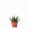 Haworthia - H11cm, ø6cm - Plante D'intérieur -Flora Soldes e3fdcc45736bd75c