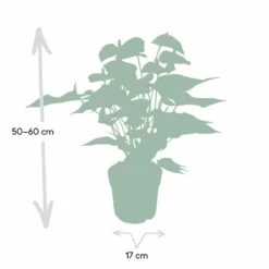 Anthurium Rouge - H55cm, ø17cm - Plante D'intérieur -Flora Soldes e46a1e8eea14aaae