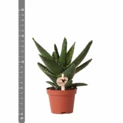 Aloe Brevifolia - H14cm, ø6cm - Plante D'intérieur Facile D'entretien -Flora Soldes e4866a2fa84e2daf