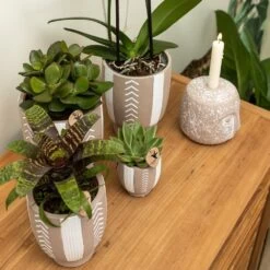 Echeveria Miranda - H13cm, ø9cm - Plante D'intérieur -Flora Soldes e48b09644112b9bd