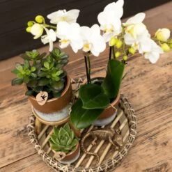 Crassula - H11cm, ø6cm - Plante D'intérieur 8 Crassula - H11cm, ø6cm - Plante D'intérieur -Flora Soldes e55e4e7be620f4e2